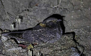 Buff-collared Nightjar