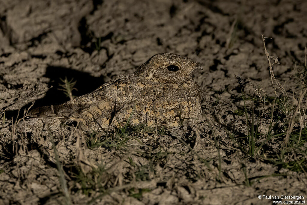 Engoulevent de Sykes