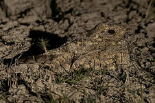 Engoulevent de Sykes