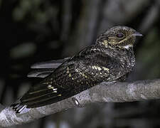 Andaman Nightjar