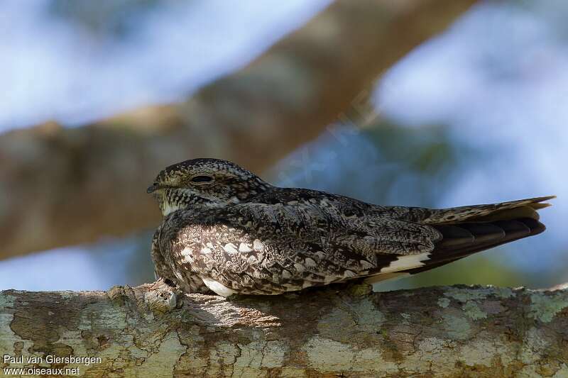 Little Nightjaradult, identification