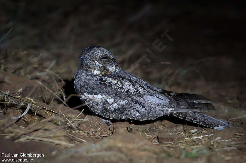 Jungle Nightjaradult, identification