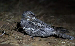 Jungle Nightjar