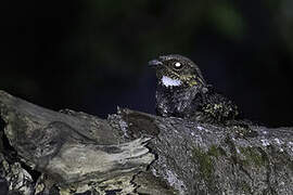 Philippine Nightjar