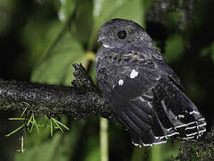 Choco Poorwill