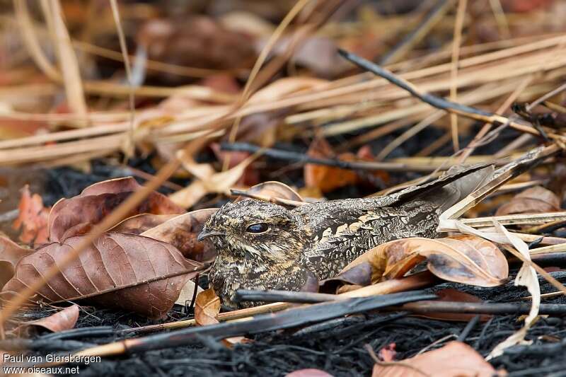 Engoulevent du Mozambique, habitat, camouflage, pigmentation