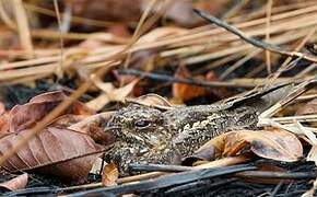 Square-tailed Nightjar