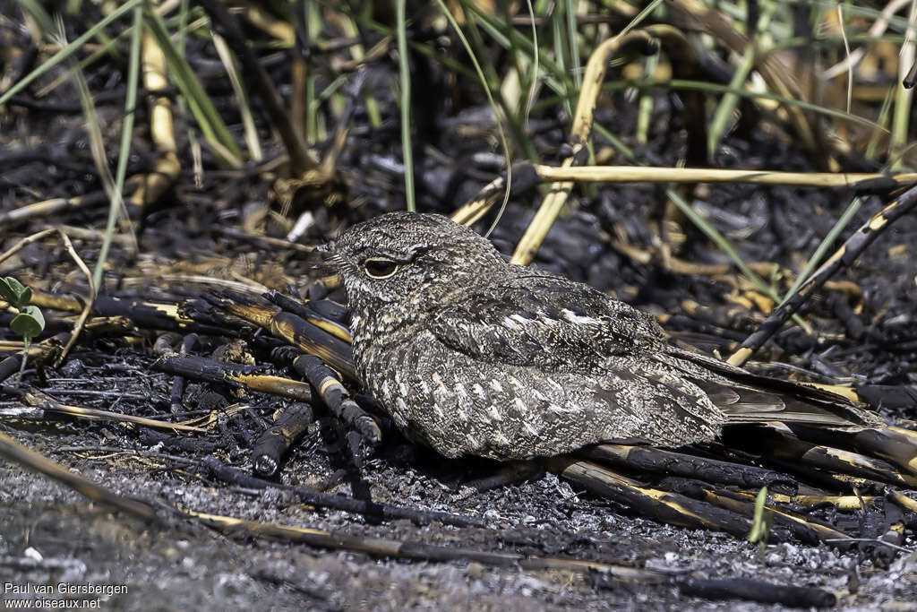 Chirruping Nightjar