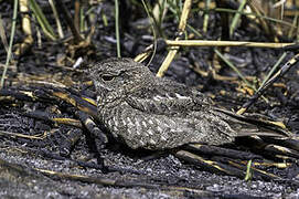 Chirruping Nightjar