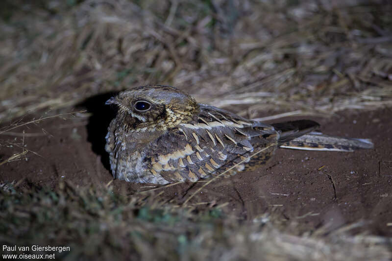 Indian Nightjar, identification