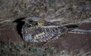 Indian Nightjar