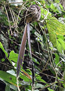 Lyre-tailed Nightjar