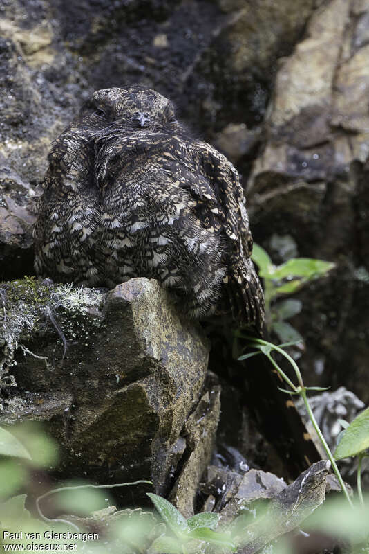 Lyre-tailed Nightjar female adult, habitat, camouflage, pigmentation