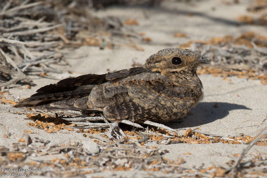 Madagascar Nightjar female adult, identification