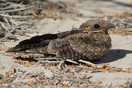 Madagascan Nightjar