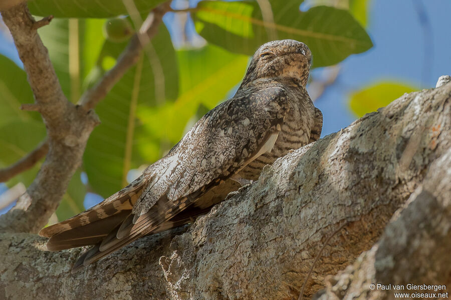 Lesser Nighthawkadult