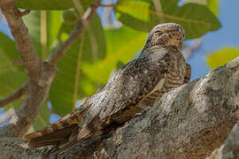 Lesser Nighthawk