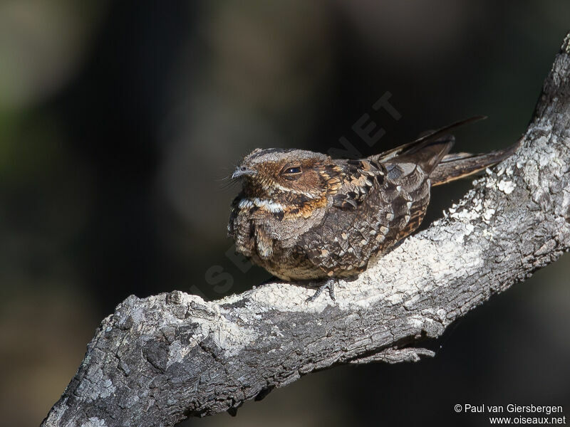 Fiery-necked Nightjar