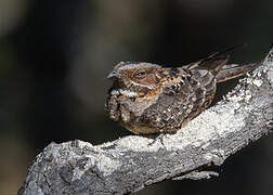 Fiery-necked Nightjar