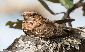 Fiery-necked Nightjar