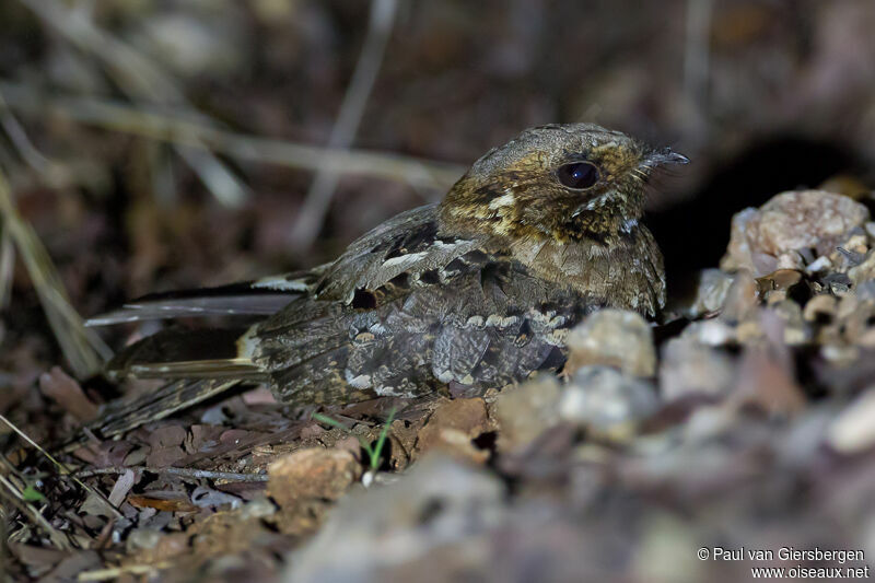 Fiery-necked Nightjar