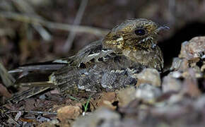 Fiery-necked Nightjar