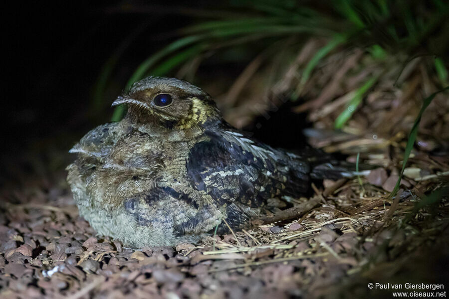 Fiery-necked Nightjar, identification, Reproduction-nesting