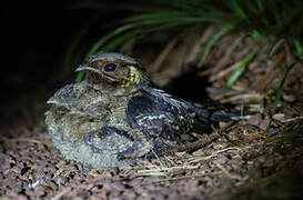 Fiery-necked Nightjar