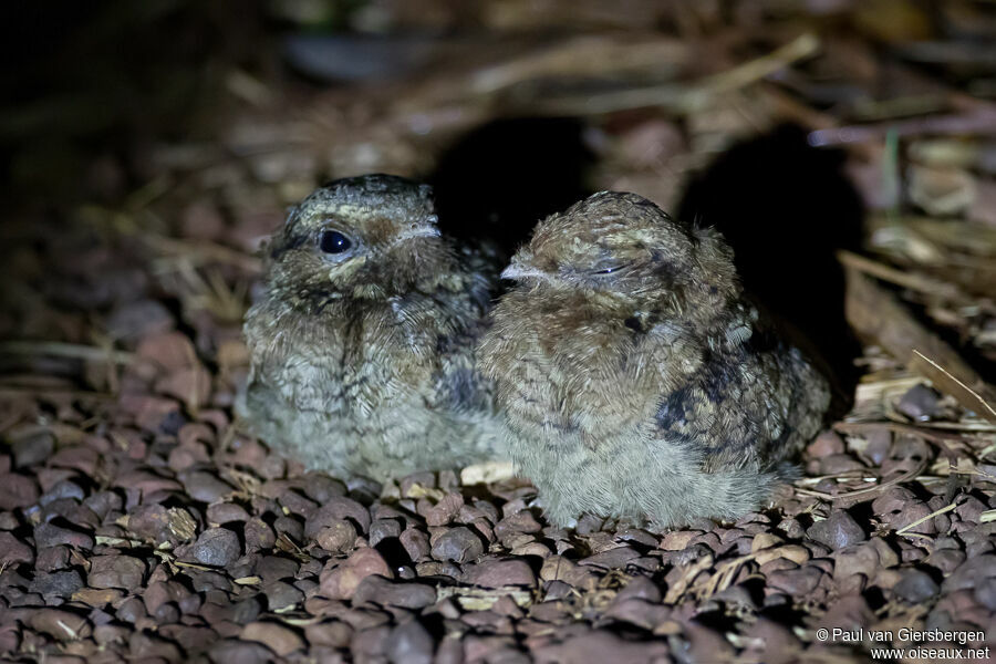 Fiery-necked Nightjarjuvenile, identification