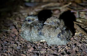 Fiery-necked Nightjar