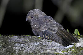 Ocellated Poorwill