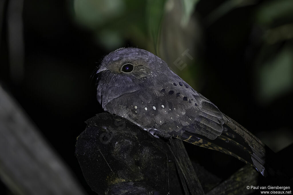 Ocellated Poorwilladult