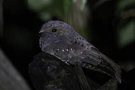 Ocellated Poorwill