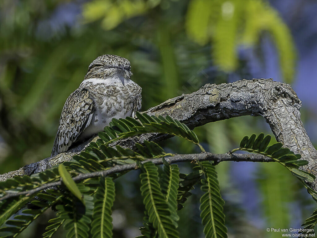 Sand-colored Nighthawkadult