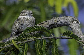 Sand-colored Nighthawk