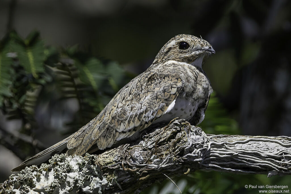 Sand-colored Nighthawkadult