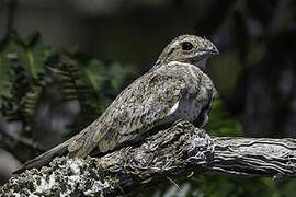 Sand-colored Nighthawk