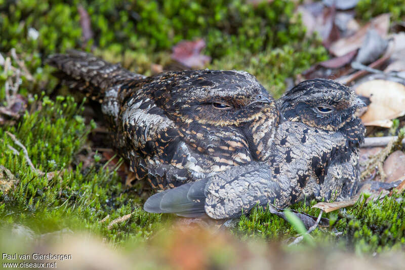 Satanic Nightjar, identification