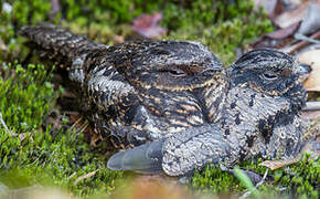 Satanic Nightjar