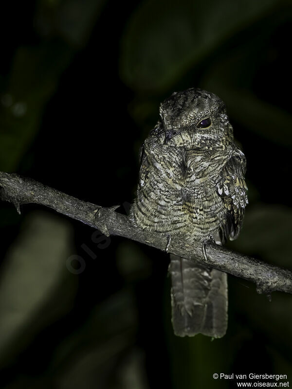 Ladder-tailed Nightjaradult