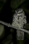 Ladder-tailed Nightjar