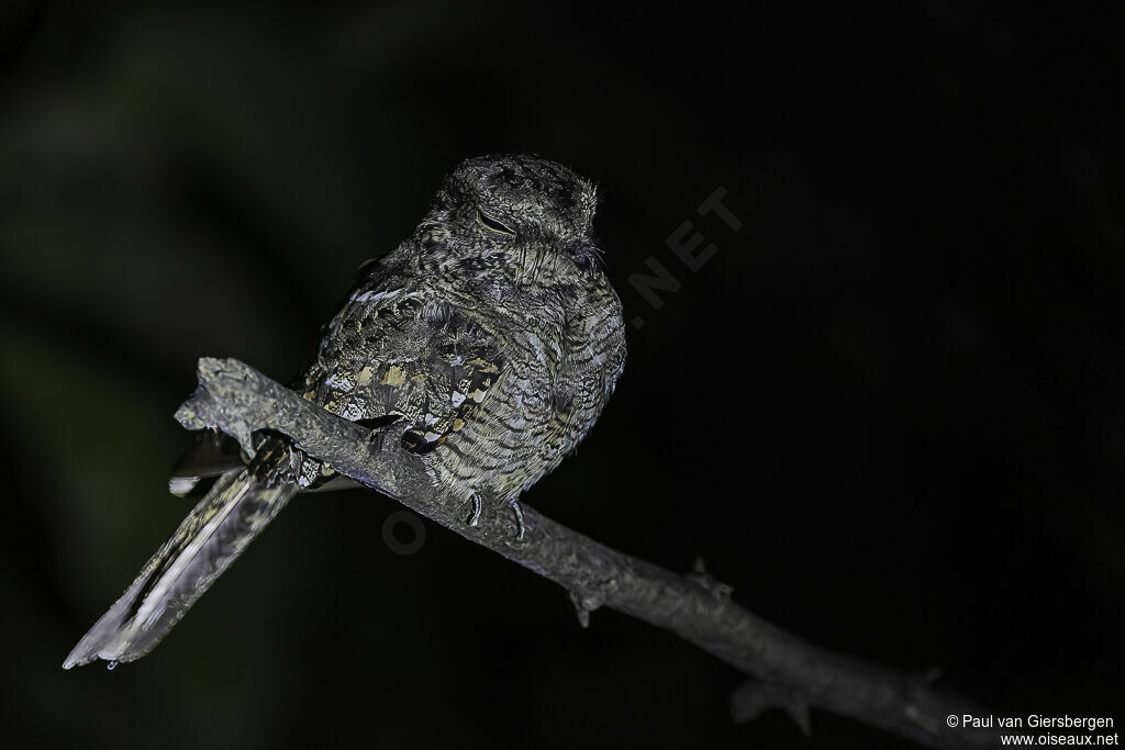 Ladder-tailed Nightjaradult