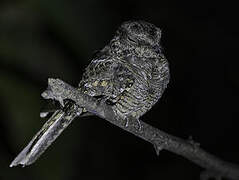 Ladder-tailed Nightjar