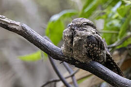 Ladder-tailed Nightjar