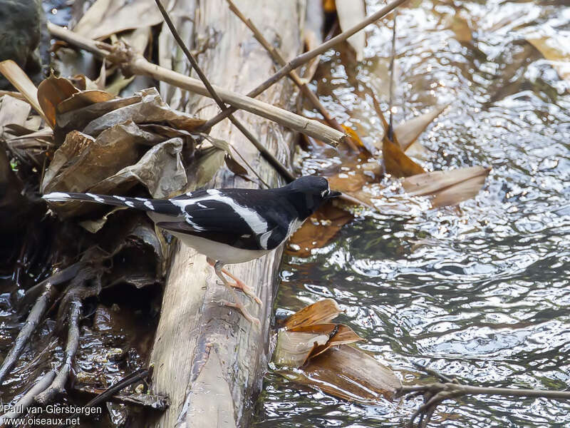 Black-backed Forktailadult, habitat