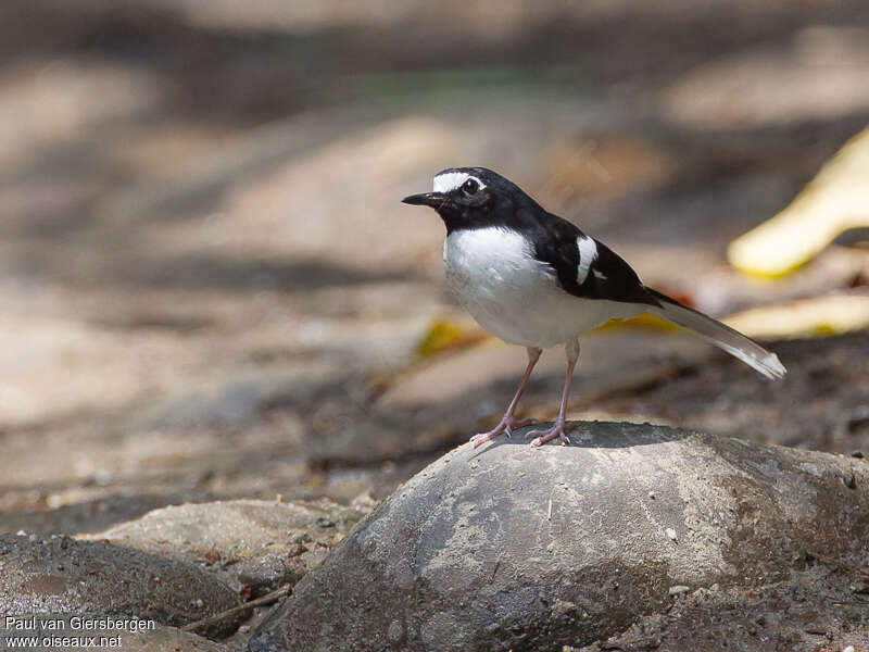 Black-backed Forktailadult, close-up portrait