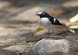 Black-backed Forktail