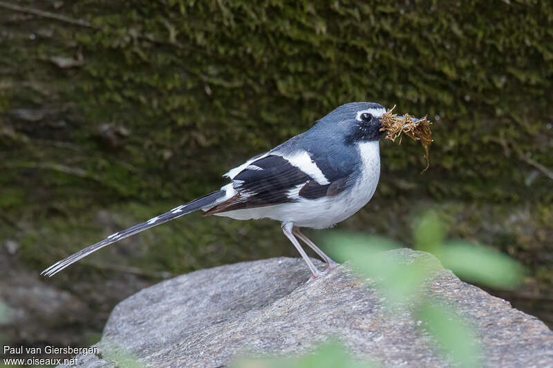 Slaty-backed Forktail