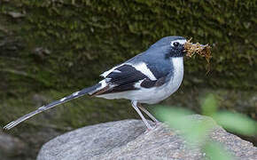 Slaty-backed Forktail