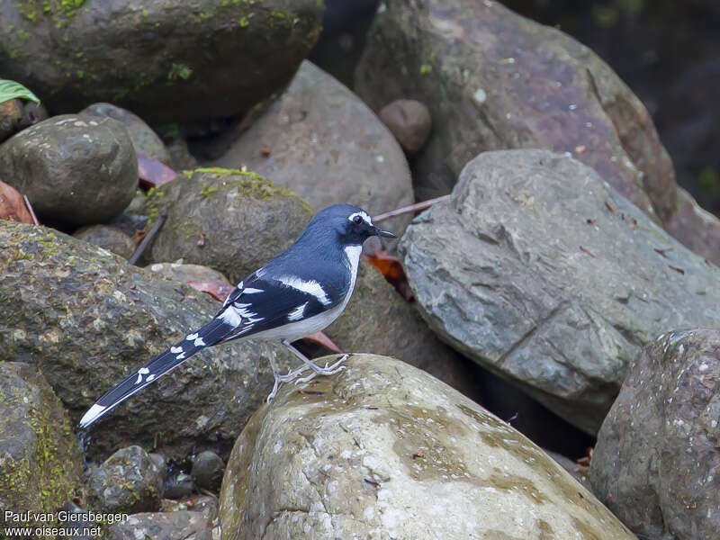 Slaty-backed Forktailadult, identification